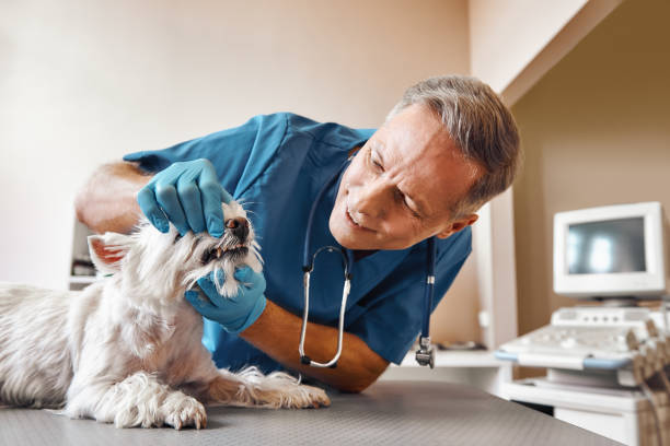  Liberty Hill, TX Emergency Dentist Pros